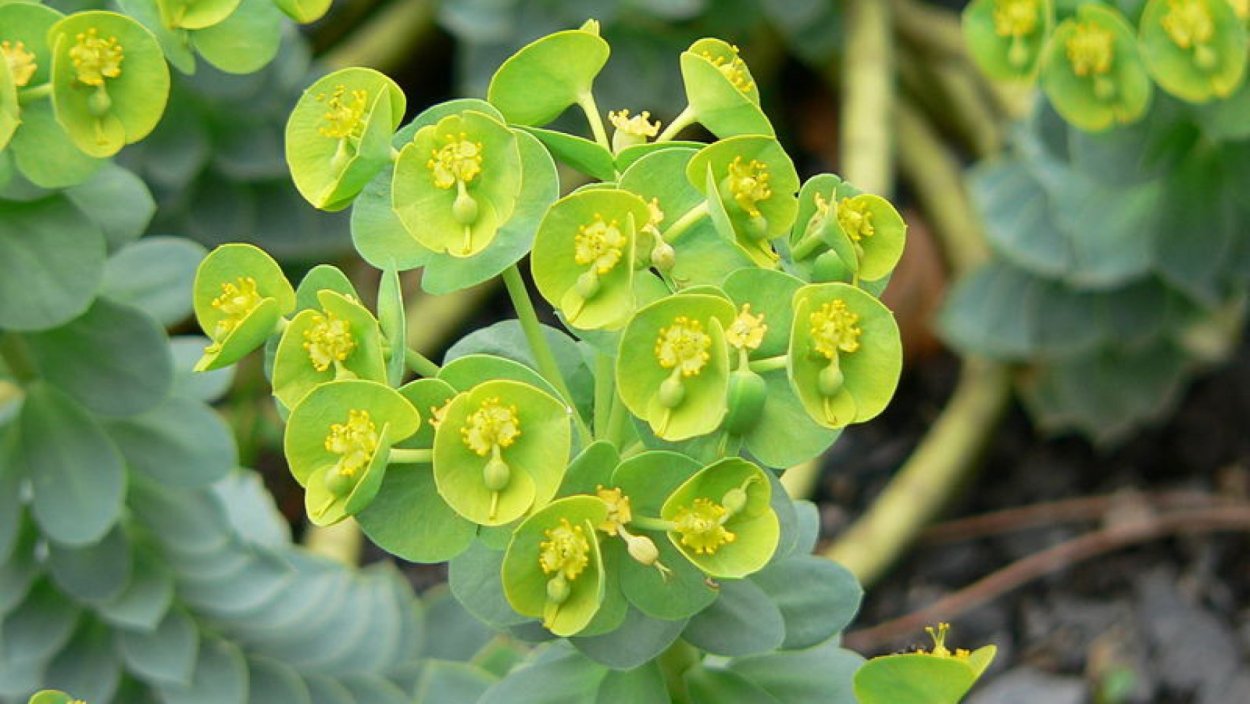 Молочай гибридный