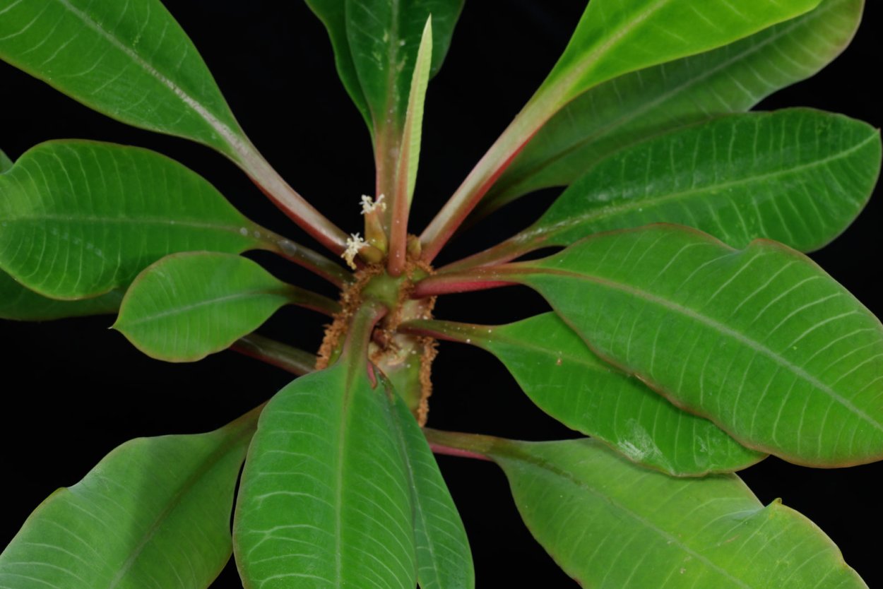 Молочай дикий полевой