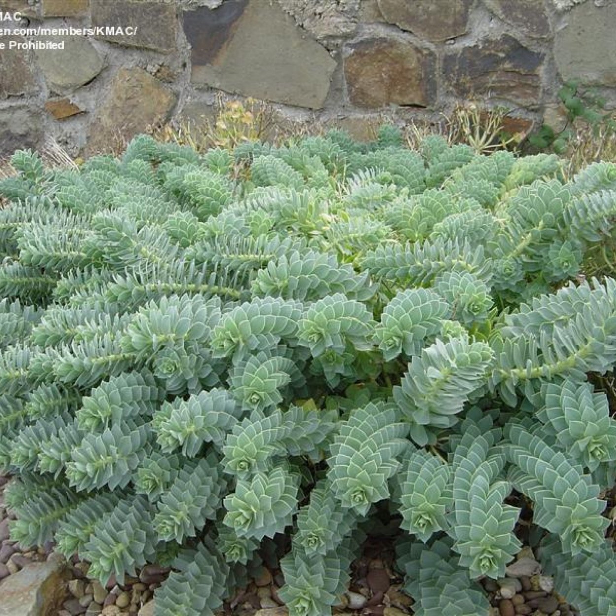 Молочай кипарисовый елочка