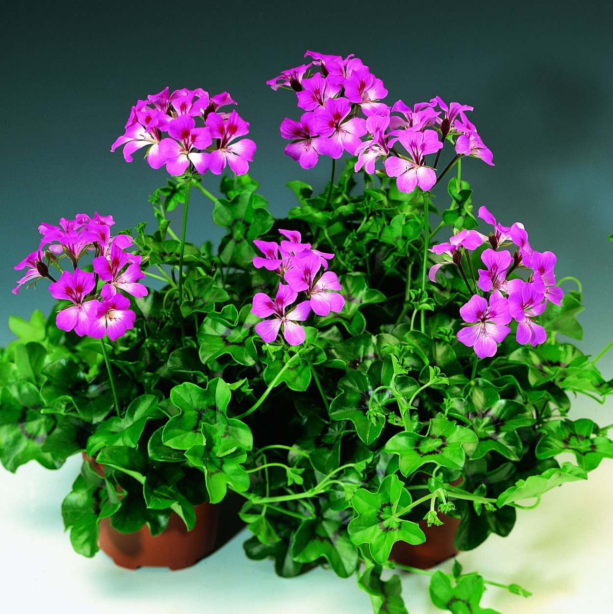 Плющелистная пеларгония Торнадо биколор!