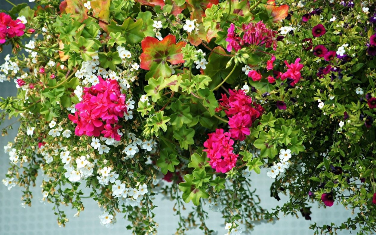 Петуния плющелистная