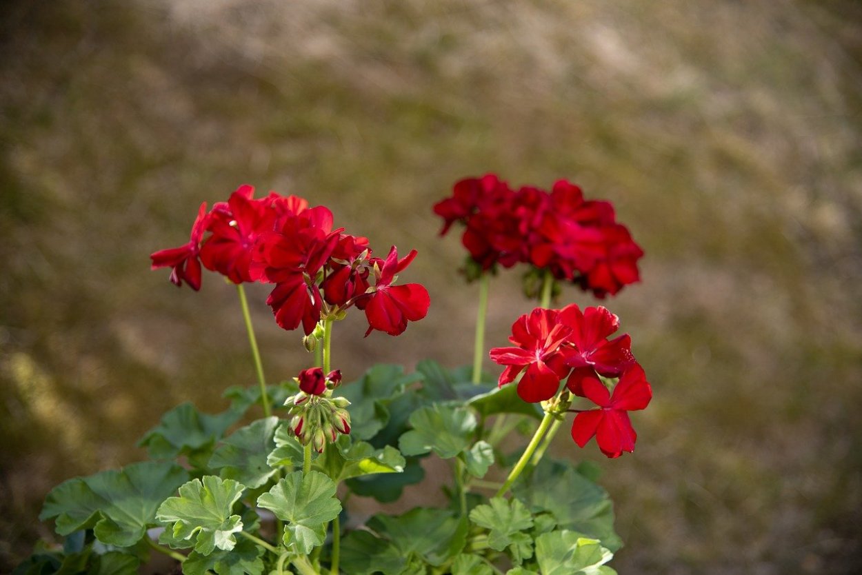 Пеларгония мелкоцветковая