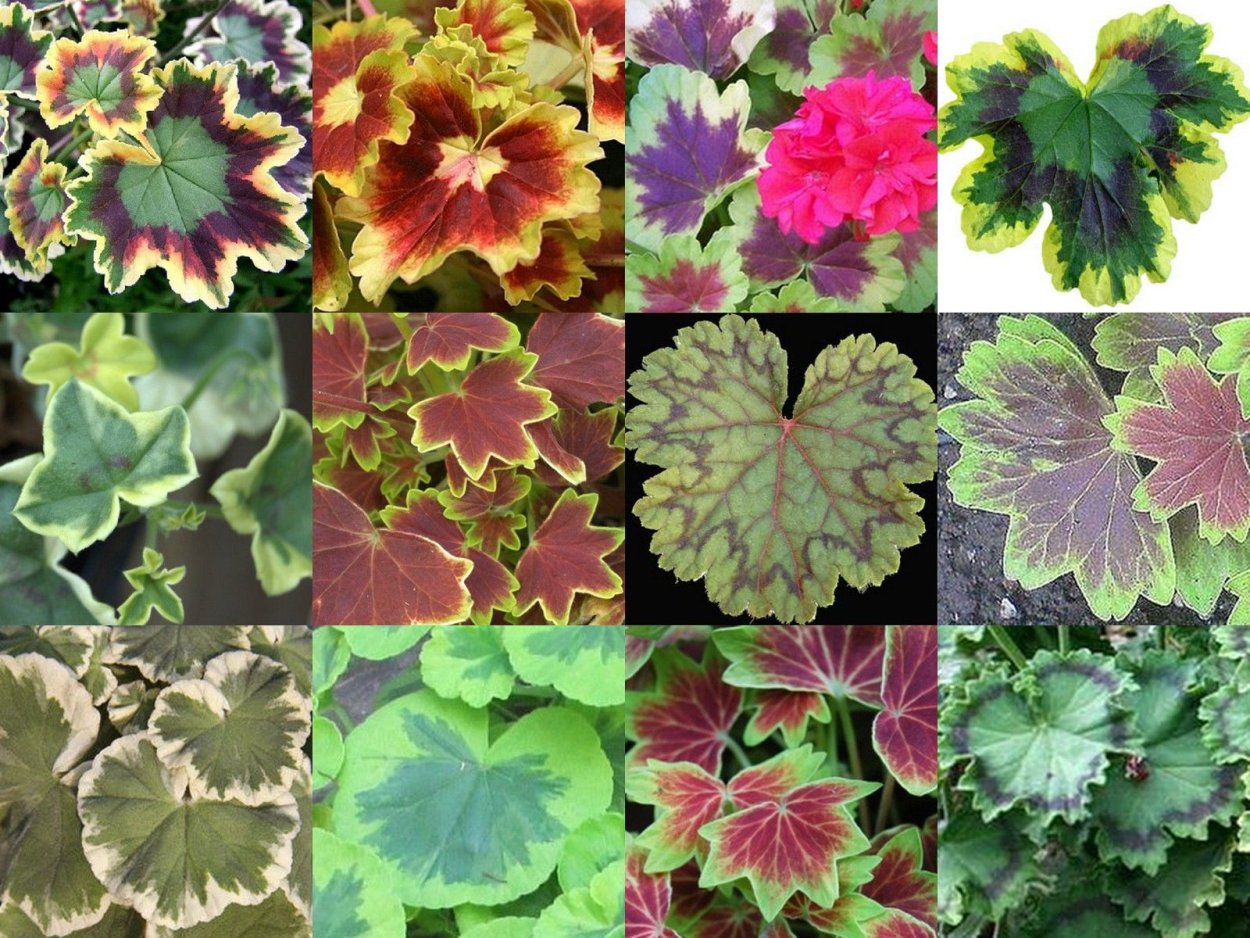 Пеларгония декоративнолистная