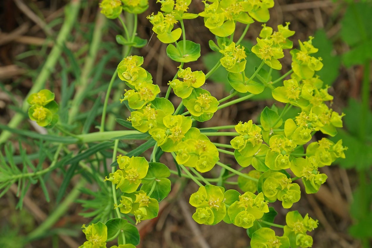 Euphorbia helioscopia молочай солнцегляд