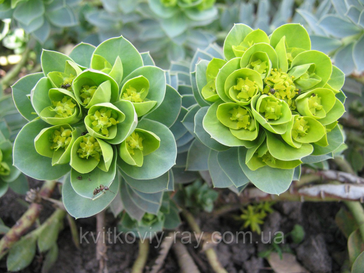 Молочай Робби