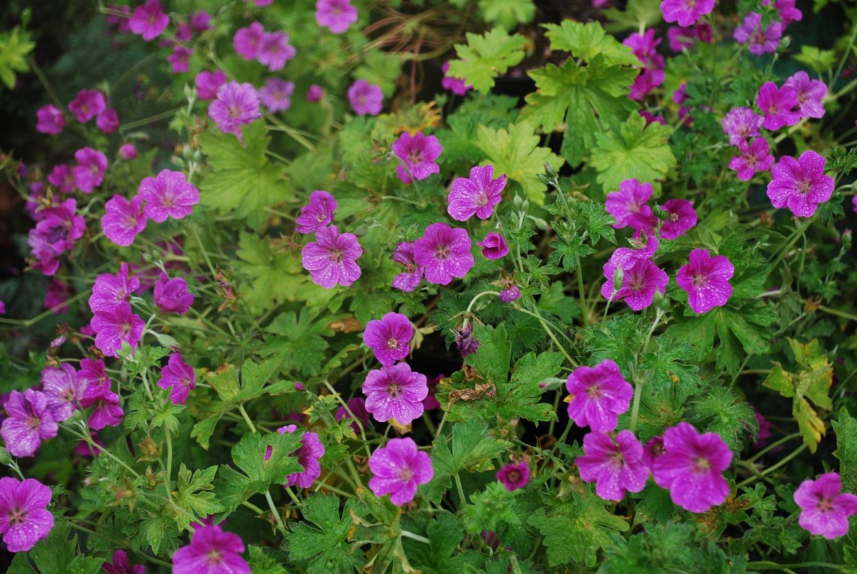 Пеларгония Садовая