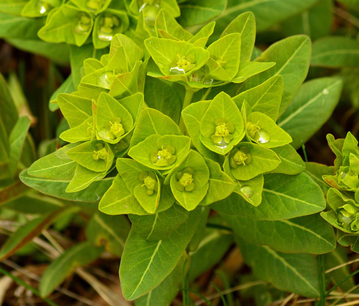 Молочай Euphorbia seguieriana