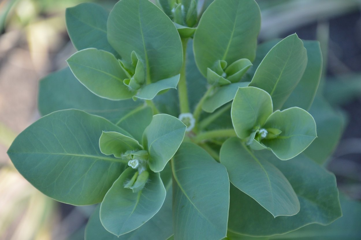 Молочай длиннорогий