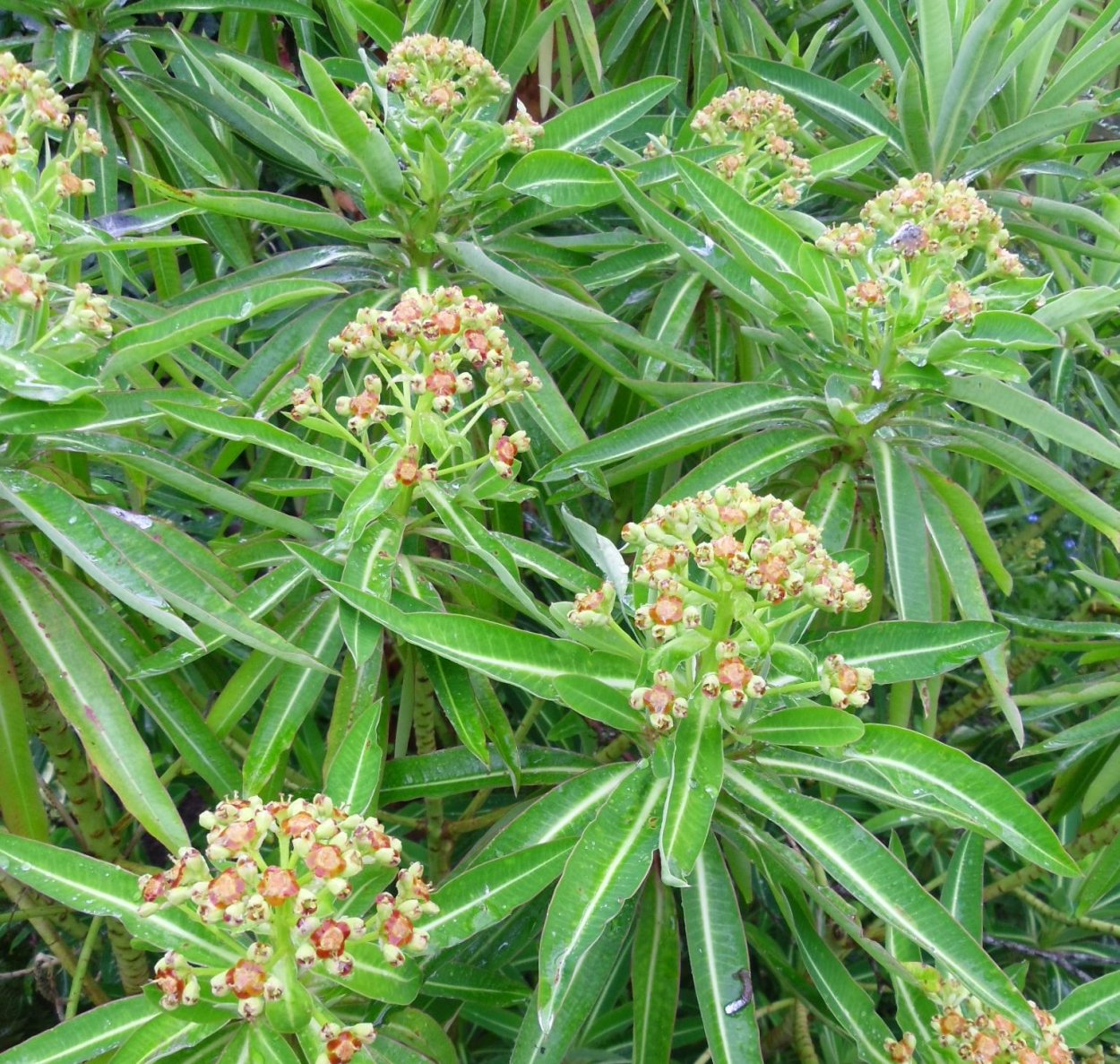 Молочай кустарник