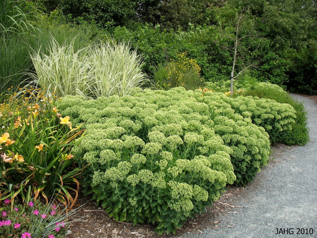 Euphorbia obesa цветение