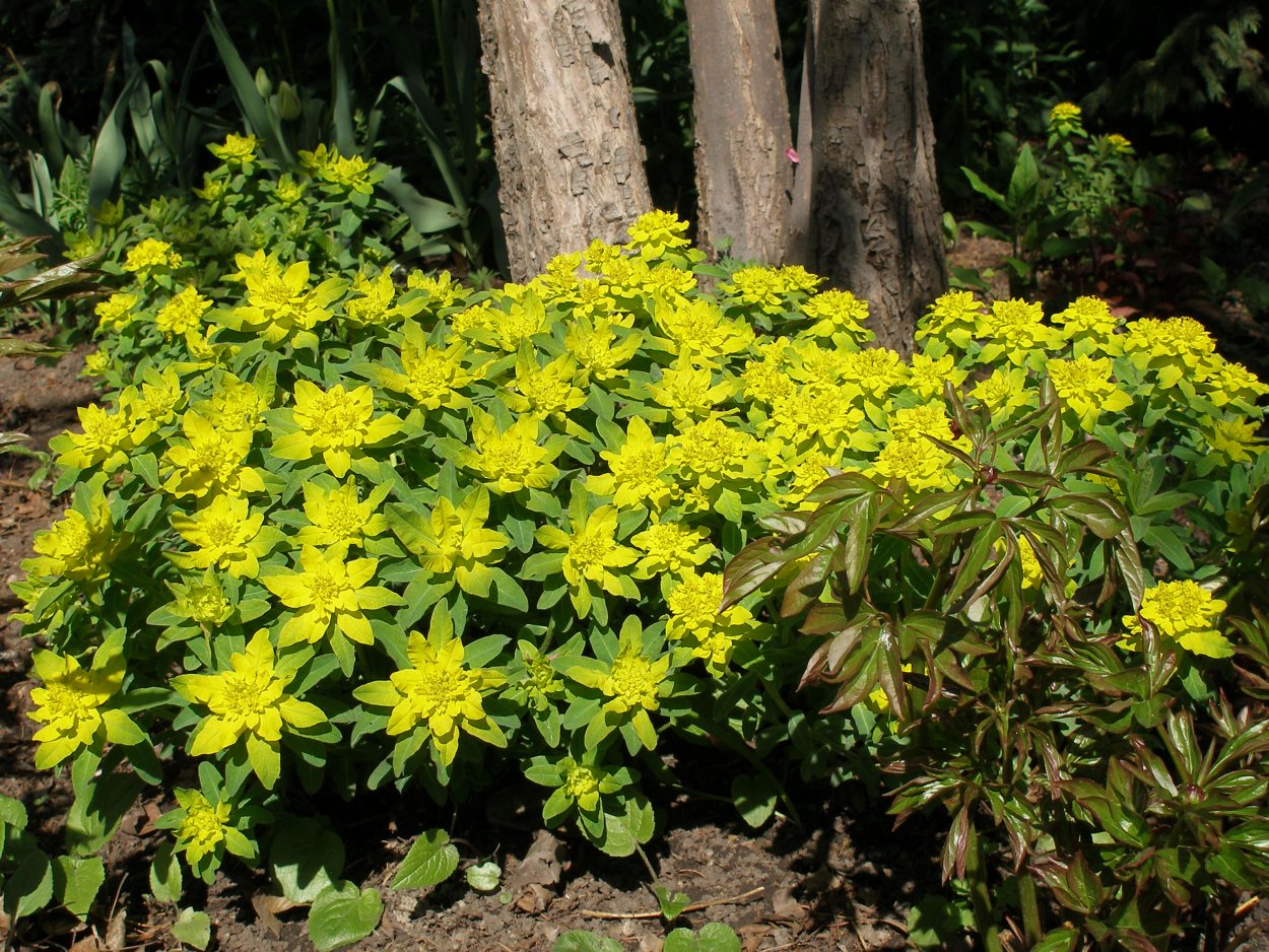 Молочай лозный (Euphorbia virgata)