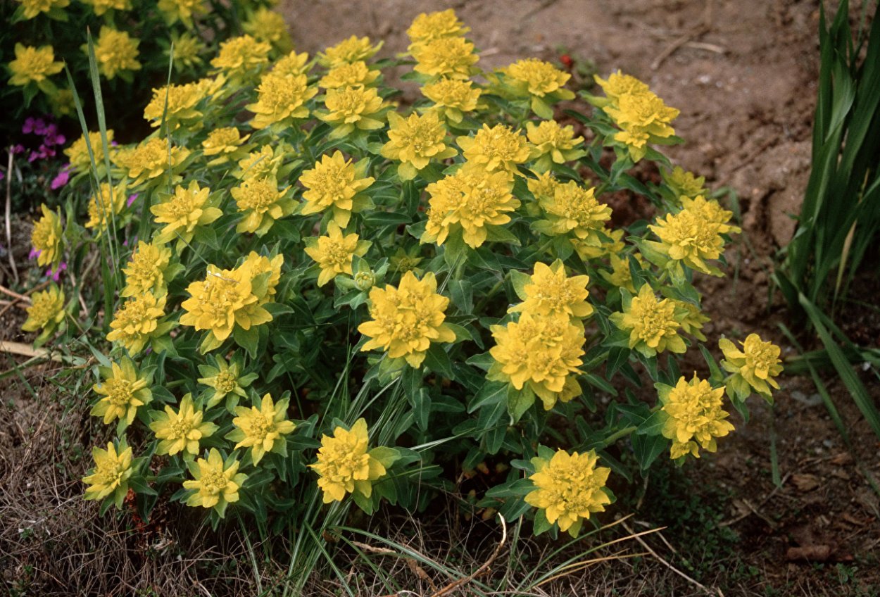 Молочай вариегатный