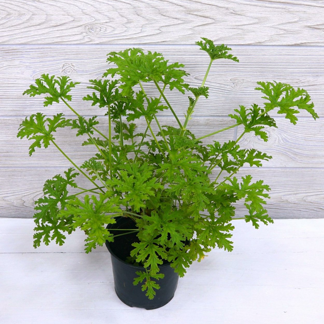 Пеларгония д