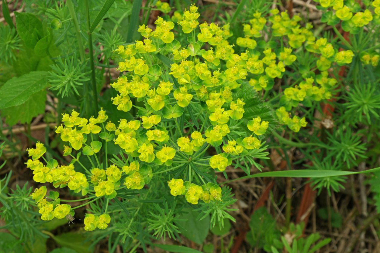 Молочай Вальдштейна