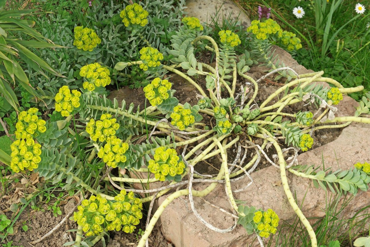 Молочай Ascot Rainbow