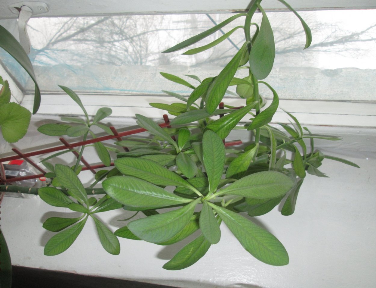 Молочай myrsinites