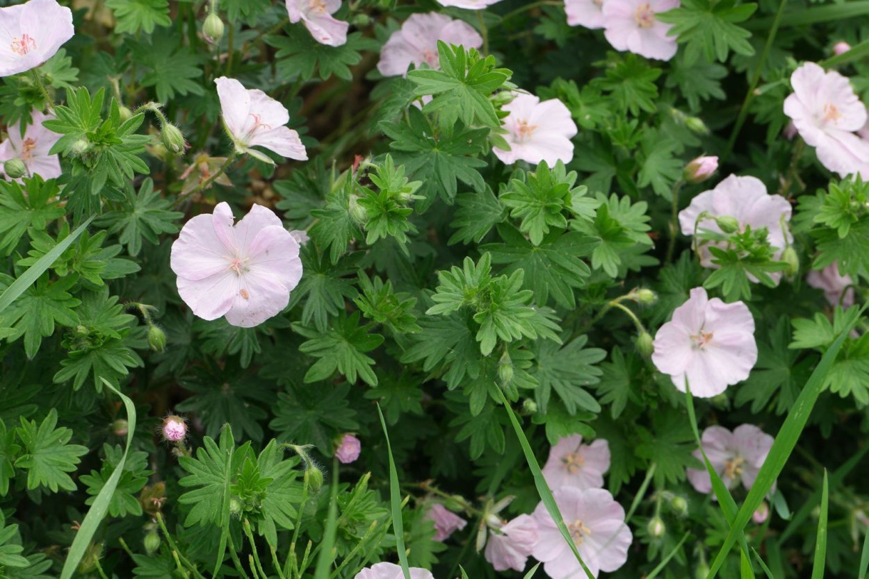 Герань Садовая многолетняя