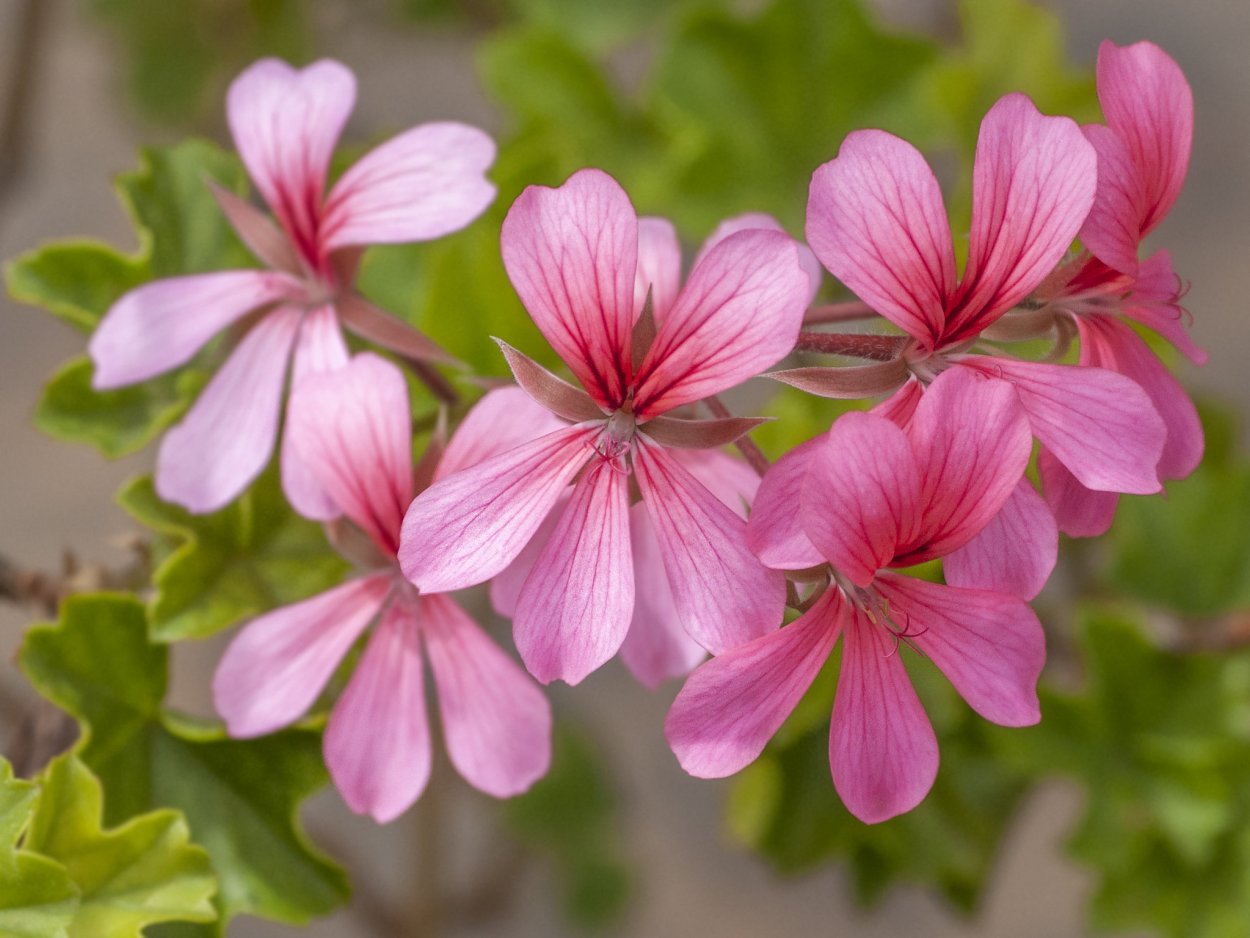 Pac Rhodonit плющелистная пеларгония