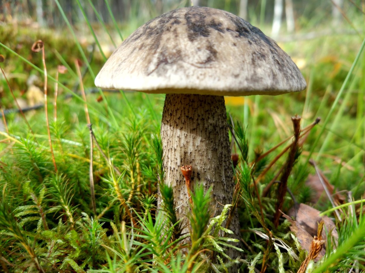 Ликогала древесинная