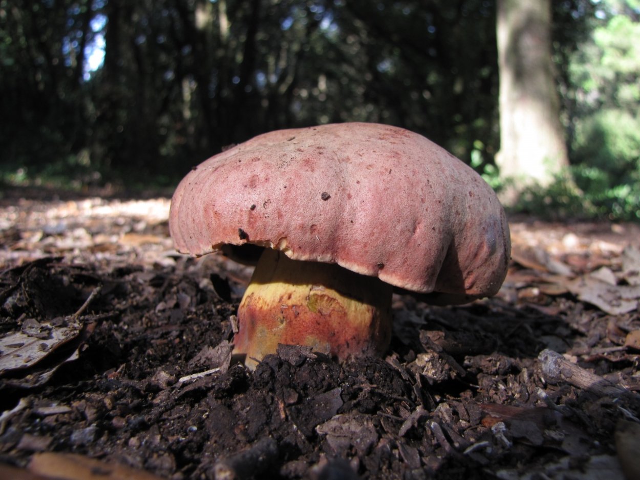 Боровик прекрасный Boletus pulcherrimus