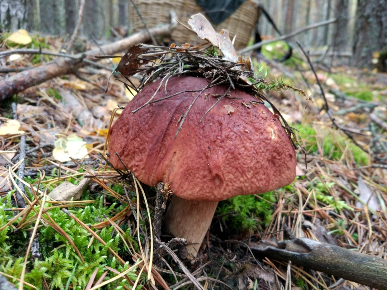 Болет полубронзовый