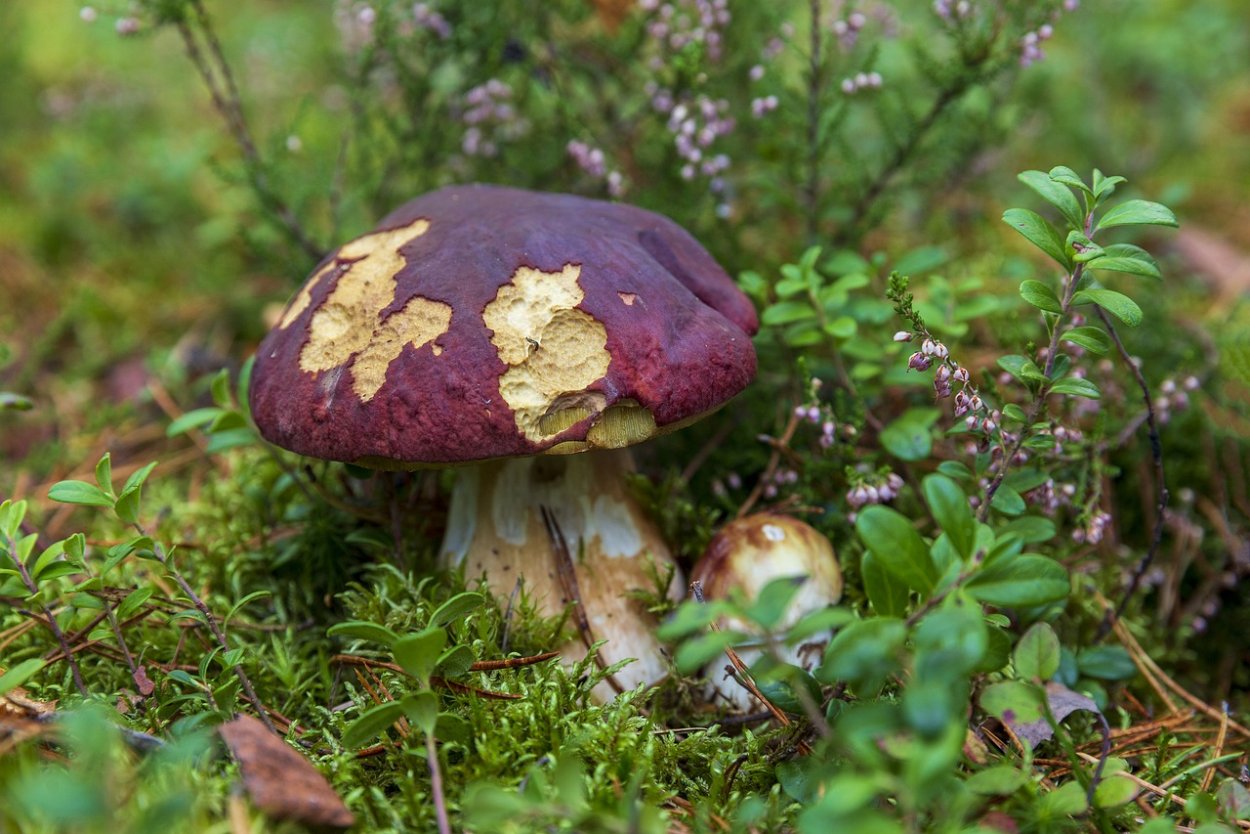 Ликогала древесинная
