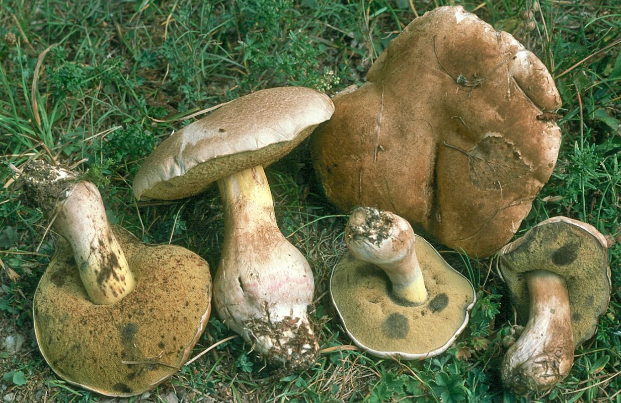 Боровик прекрасный Rubroboletus pulcherrimus