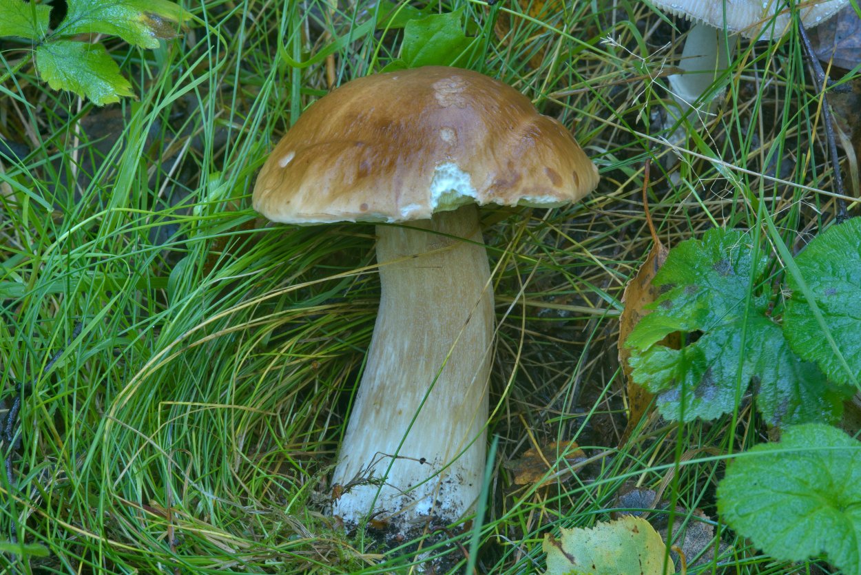 Boletus pulcherrimus