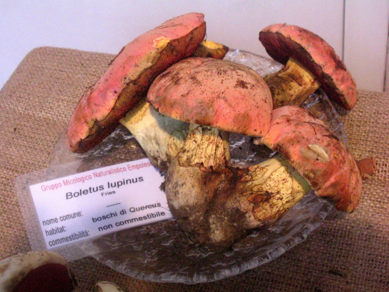 Боровик Волчий (Rubroboletus Lupinus)