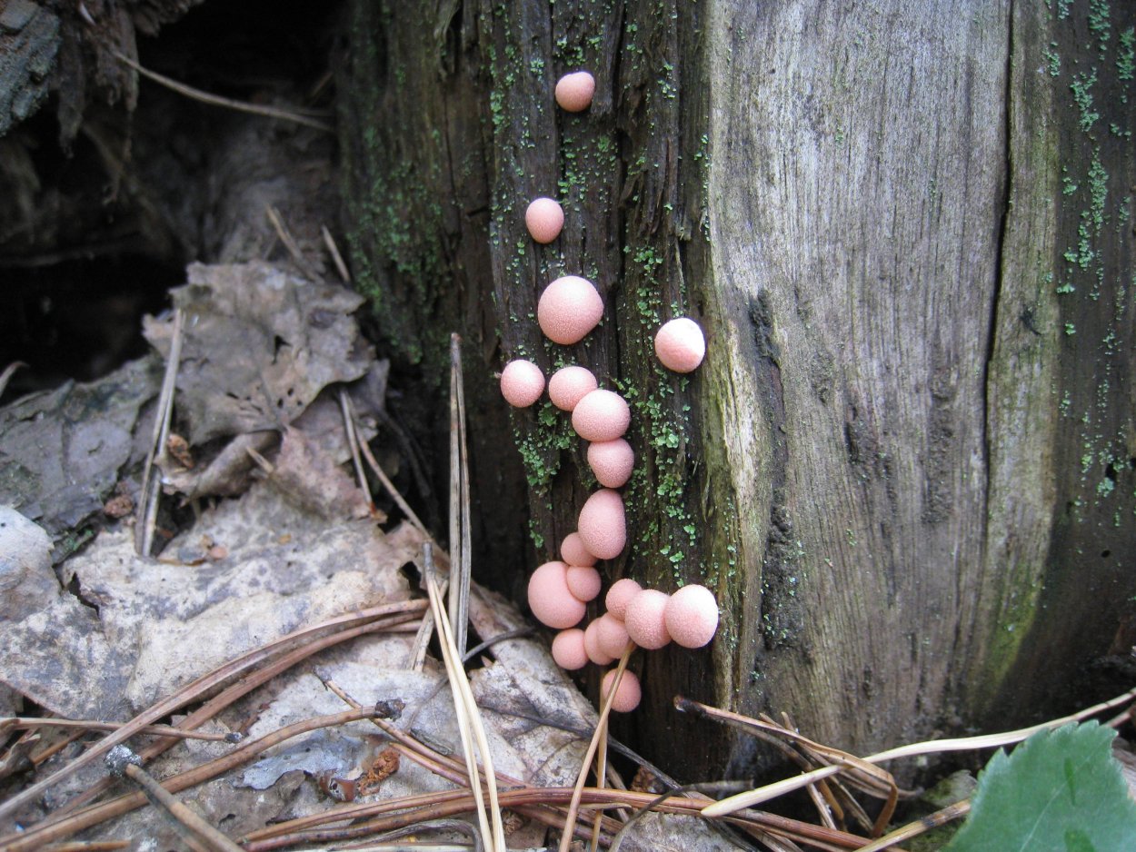 Гриб Боровик Королевский