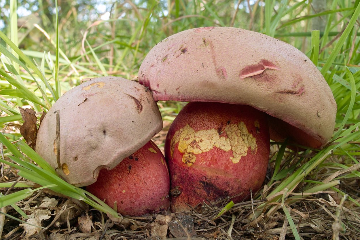 Боровик девичий (Boletus appendiculatus)