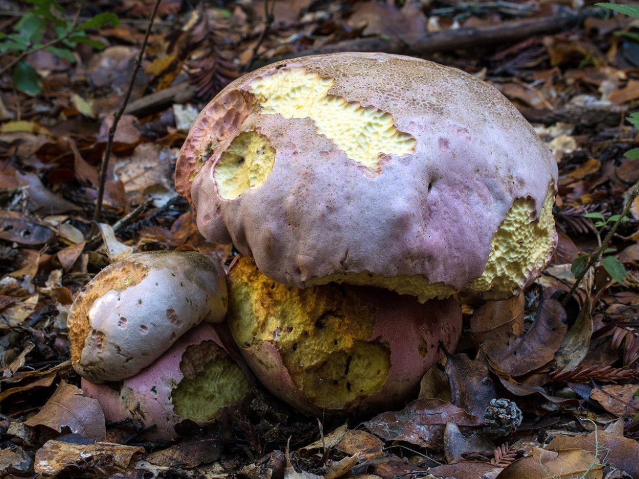 Rubroboletus rhodoxanthus