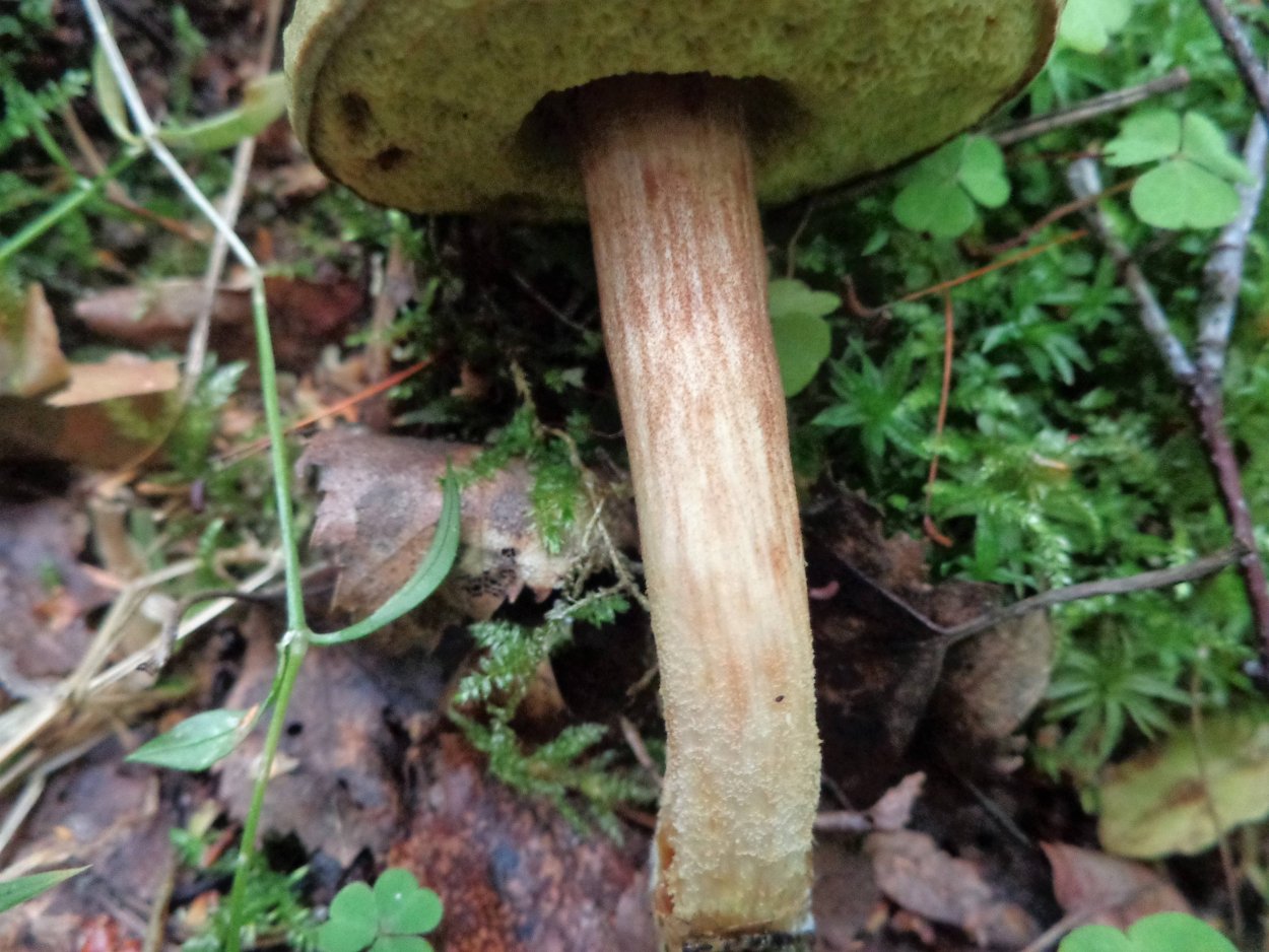 Боровик пурпурный Boletus purpureus