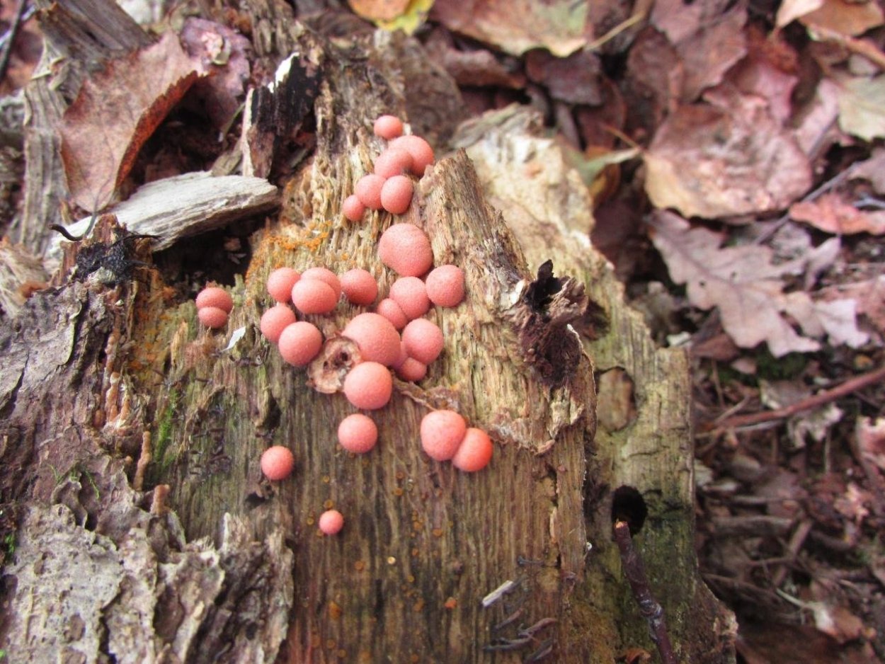 Гриб картошка съедобный