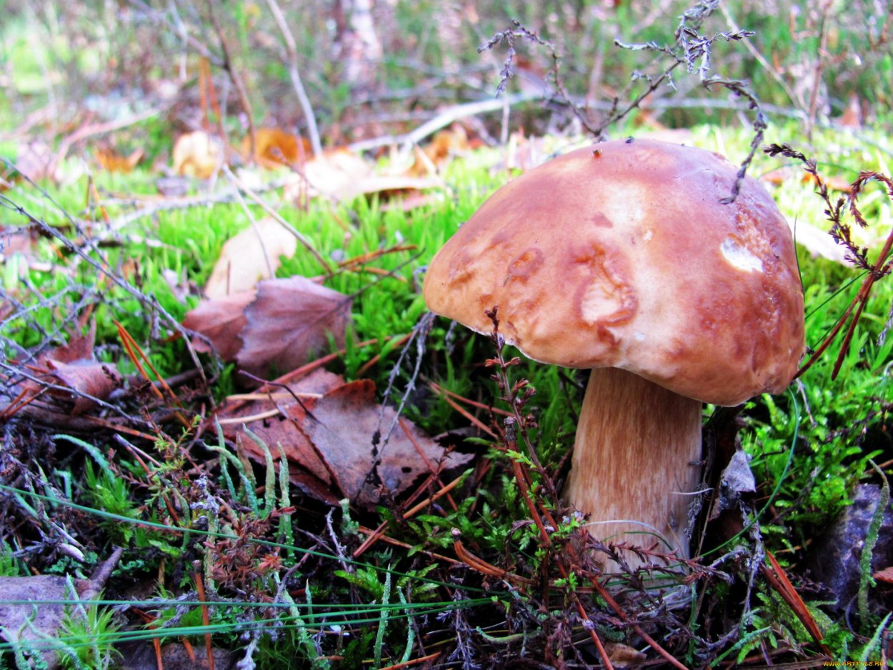 Боровик Волчий (Rubroboletus Lupinus)