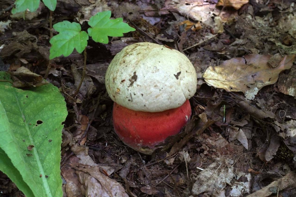 Белый гриб берёзовый Boletus betulicola