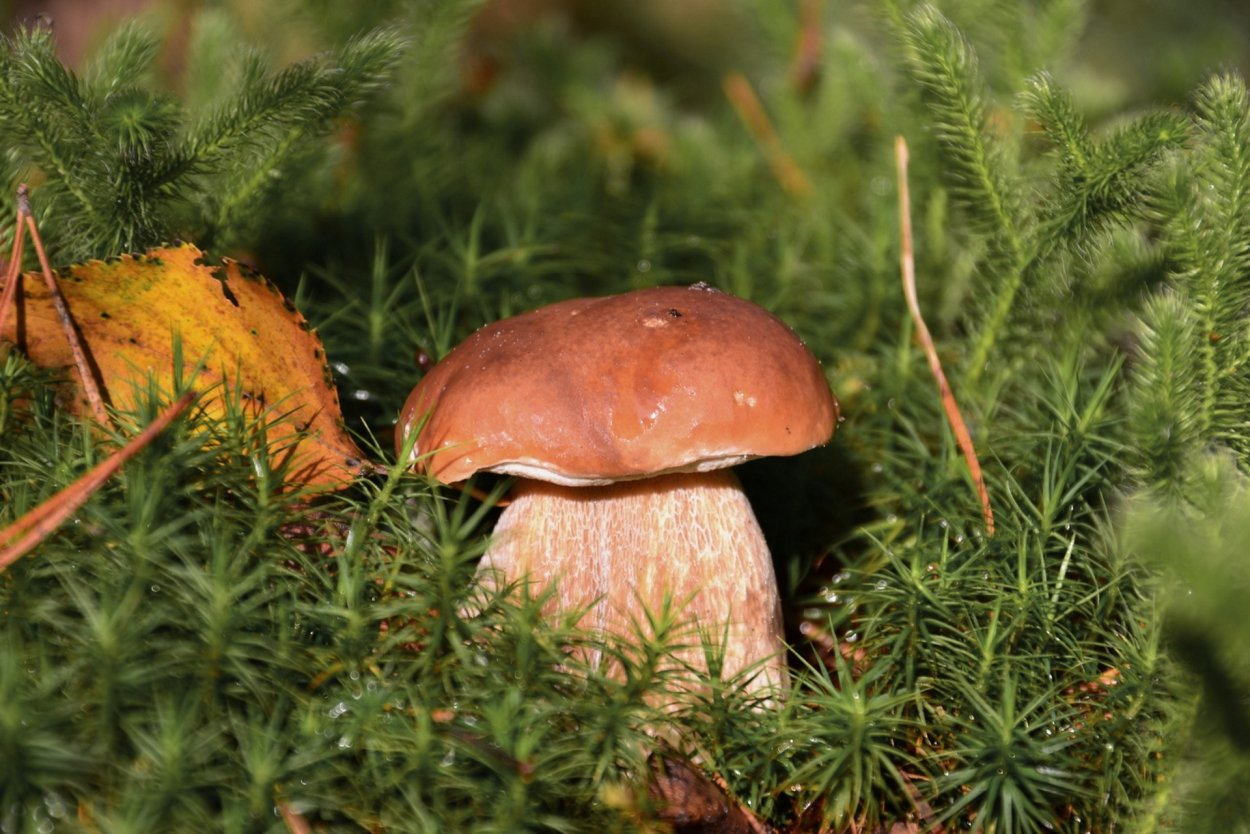 Боровик Ле Галь