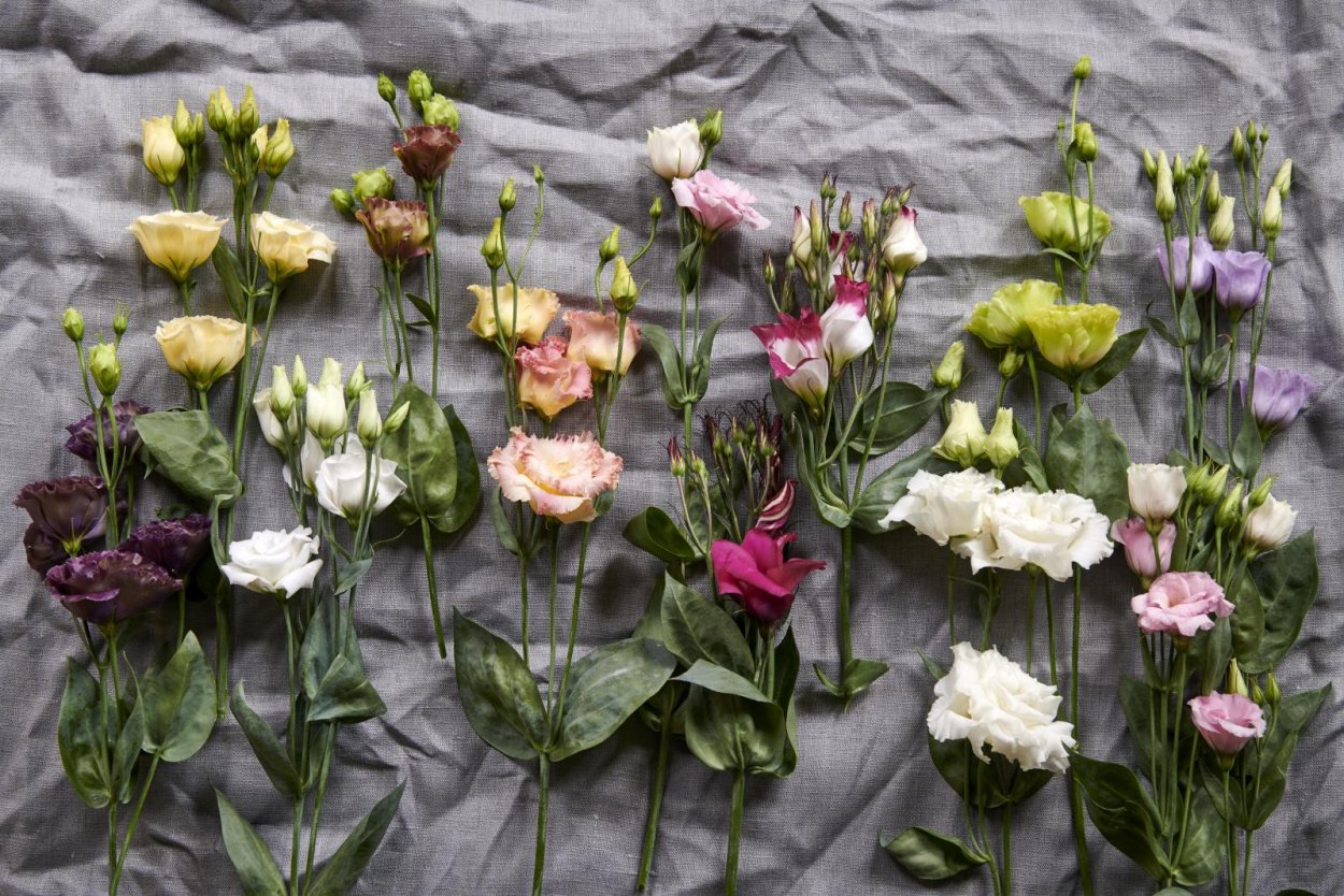 Лизиантус Рассела