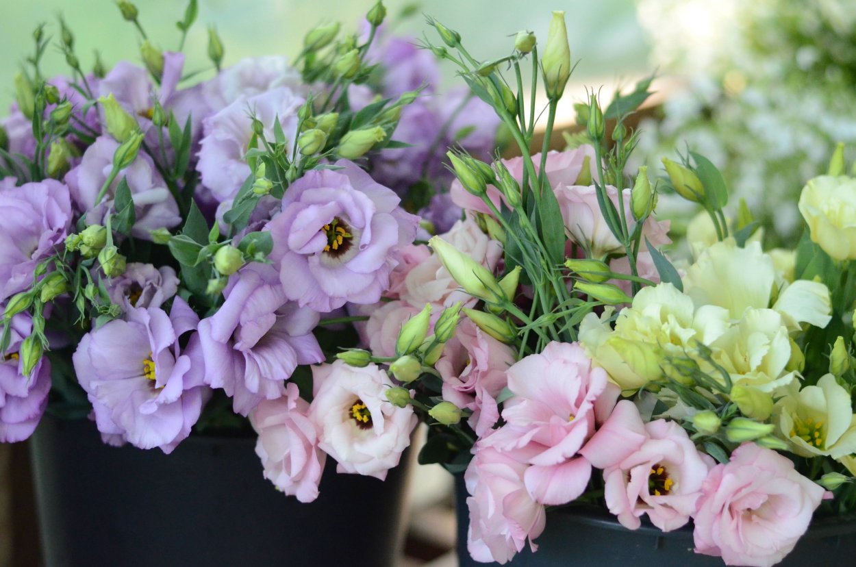 Лизиантусы цветы эустома