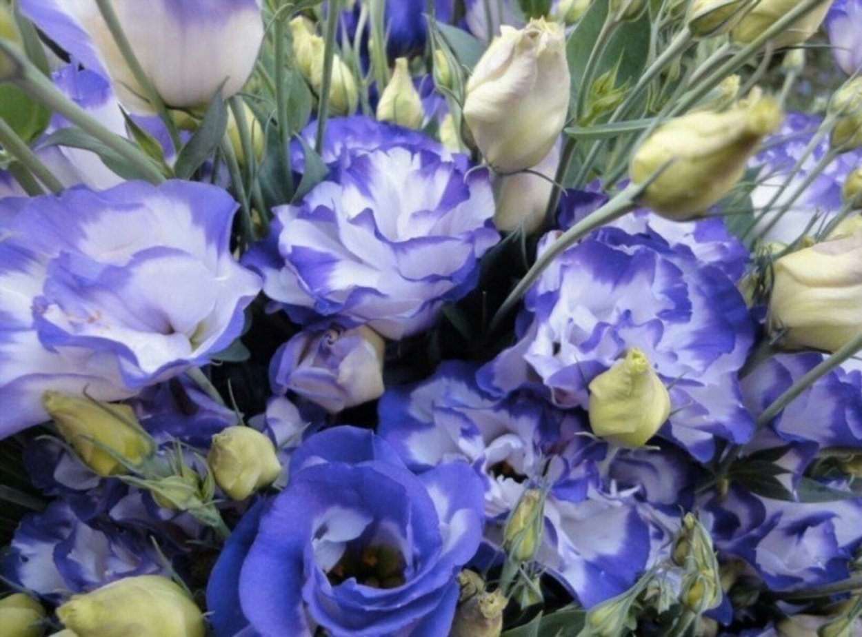 Эустома лизиантус горшечная