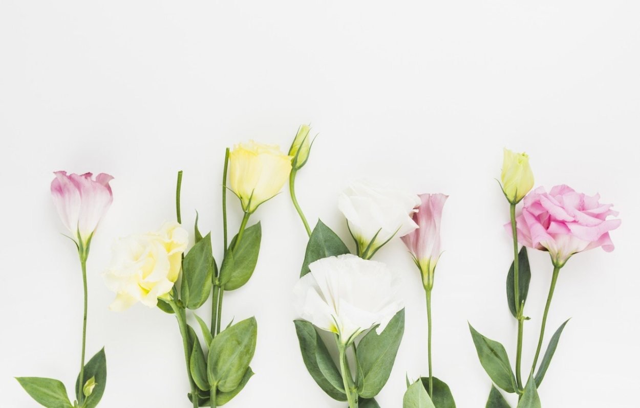 Ранункулюс Саксесс Шерри