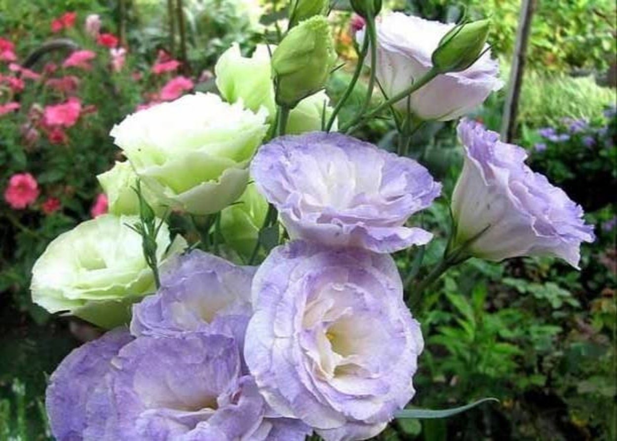 Эустома махровая