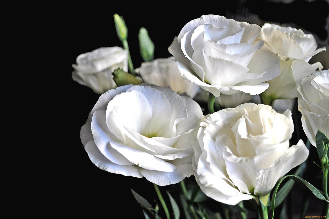 Эустома Алиса шампань