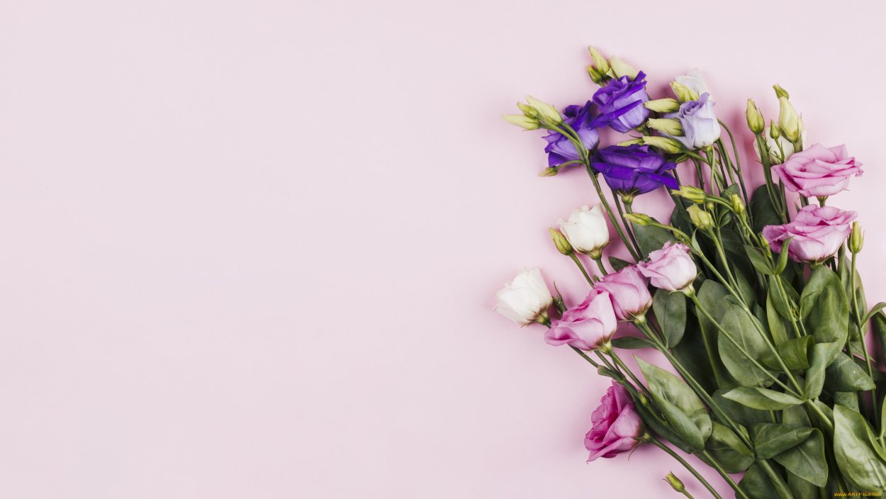 Эустома выращивание