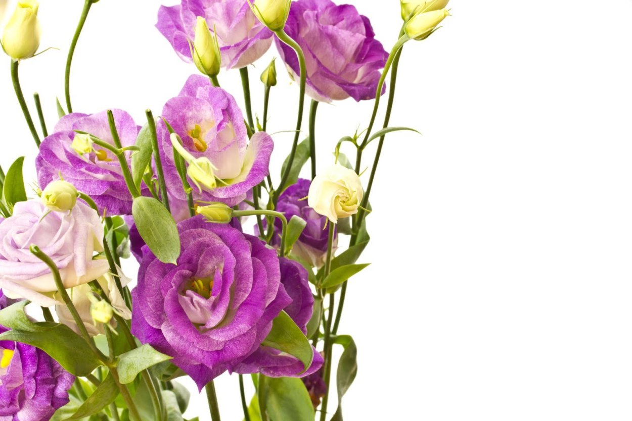 Цветы эустома букет