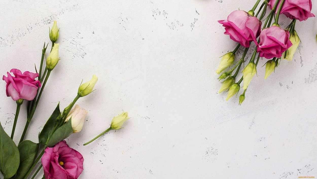 Эустома Корелли Лавандер