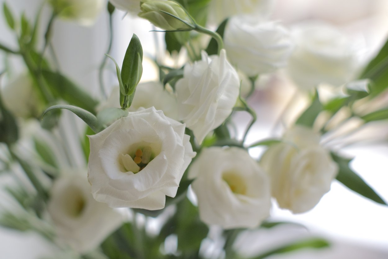 Эустома лизиантус букет