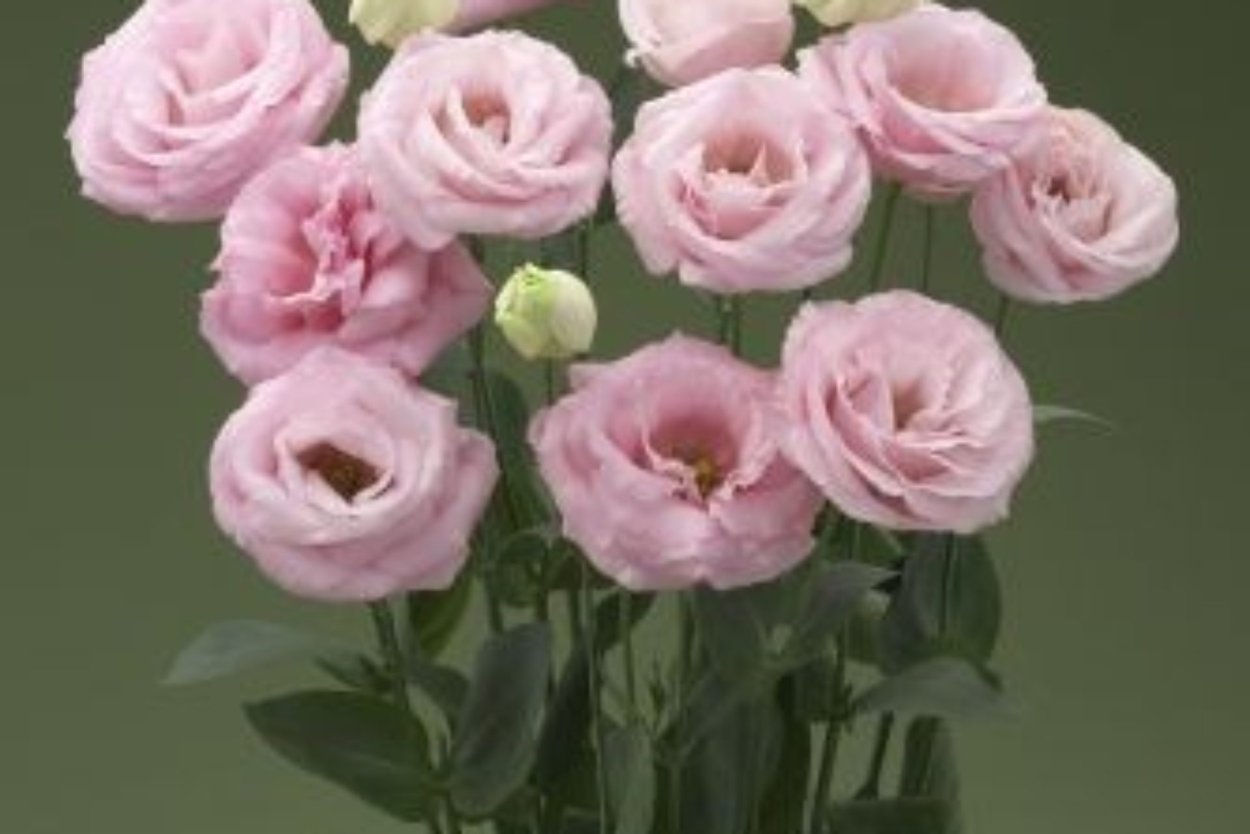 Эустома Rosita White