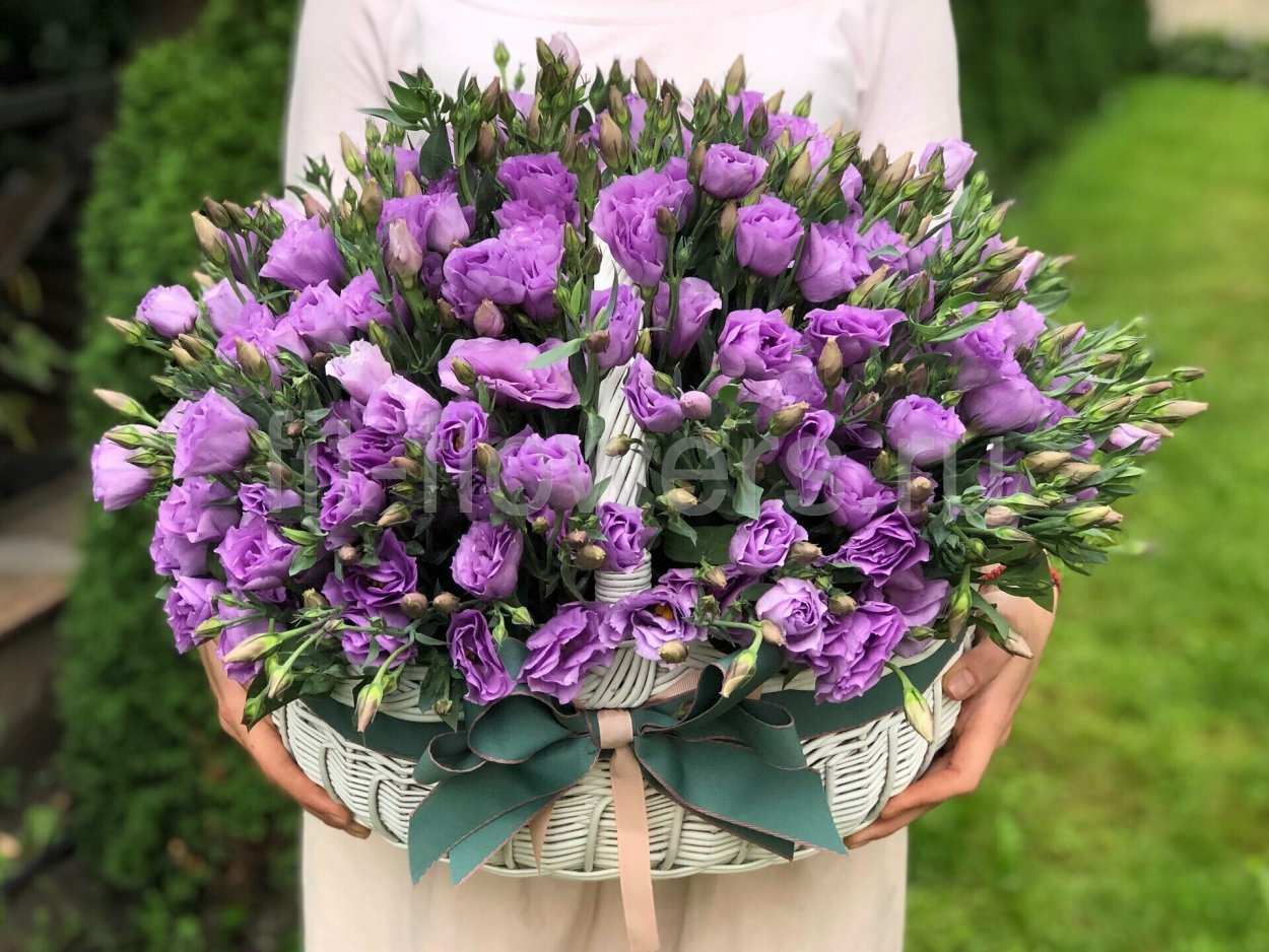 Эустома синяя Флэир