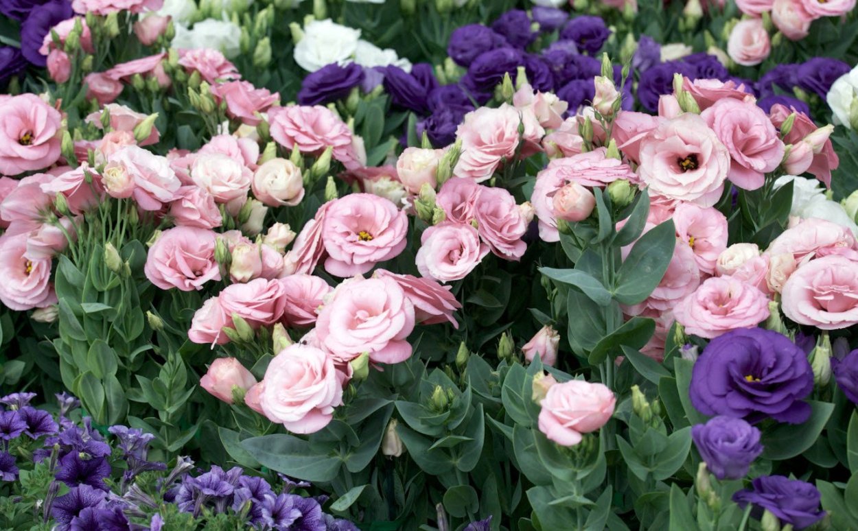 Эустома французская вуаль